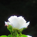 写真: 純白の薔薇
