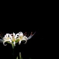 写真: 白の彼岸花