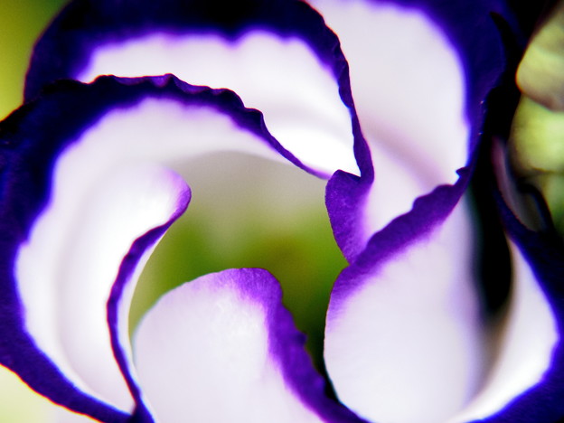 紫のトルコキキョウ