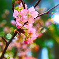 Photos: 一足お先の桜