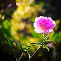 写真: 恋する薔薇