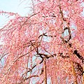 写真: 枝垂れ桜満開