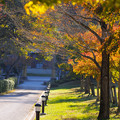 写真: 紅葉の並木道