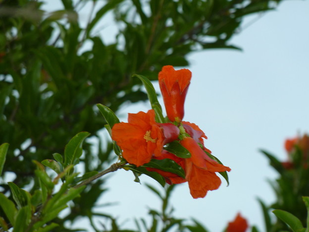 写真: ザクロの花