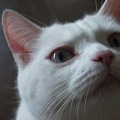 写真: 白い猫