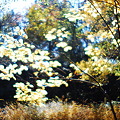 写真: 輝く木の葉