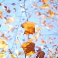 写真: 冬の落ち葉