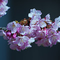 写真: 寒桜・４-4