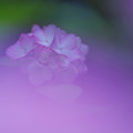 紫陽花１-6