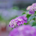 写真: 紫陽花２-3