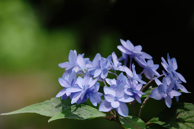 写真: 紫陽花１１-5