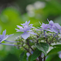 写真: 紫陽花１４-4