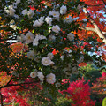 写真: 秋の彩り４-3