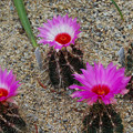 写真: サボテンの花１-4