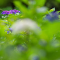 写真: 紫陽花１-5