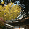 Photos: 08,12,04鎌倉妙伝寺いちょう紅葉
