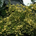 Photos: 04,23巽神社黄色い花