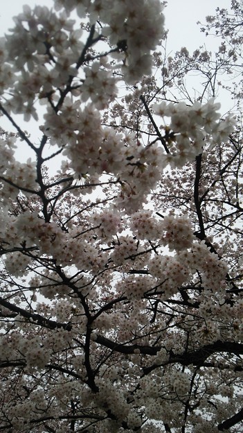 写真: 本日の代々木公園 かなり咲いてた〜