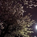 写真: 白子川沿いの桜並木(4)