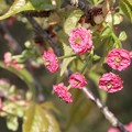 Photos: やなせ苑の桜(6)