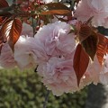Photos: やなせ苑の桜(7)