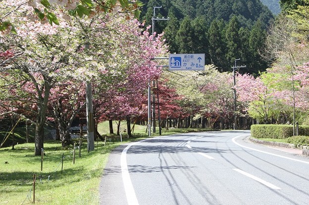 写真: 播州トンネル前の桜(2)