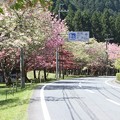 写真: 播州トンネル前の桜(2)