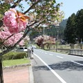 写真: 播州トンネル前の桜(3)