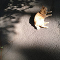 写真: 日比谷公園のネコ(3)