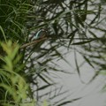 写真: 6月23日、地蔵橋付近のカワセミの幼鳥たち(5)
