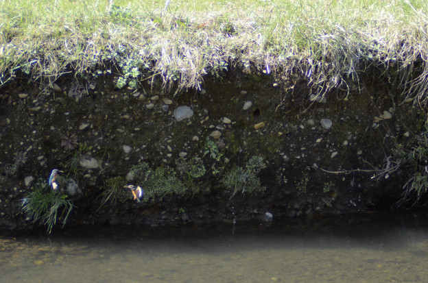 写真: 3月15日、黒目川でも巣作りを始めたカワセミカップル(1)