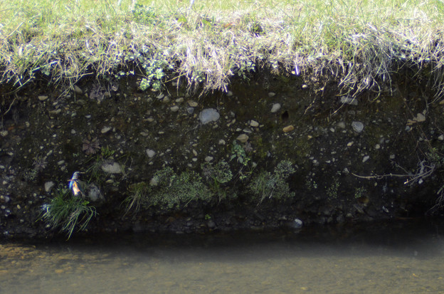 写真: 3月15日、黒目川でも巣作りを始めたカワセミカップル(4)