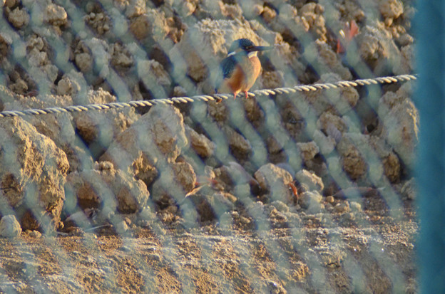 写真: 3月25日、農家の敷地内に営巣するカワセミ