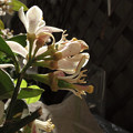 写真: 4月26日、ベランダの花（レモン）