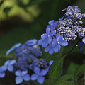 写真: 5月21日、萼紫陽花の花と萼(2)
