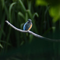 写真: 6月14日早朝、水生公園で漁をするカワセミ幼鳥？(1)