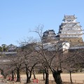 写真: 3月の姫路城(1)