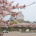 写真: 姫路城の桜(3)