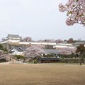 写真: 姫路城の桜(7)