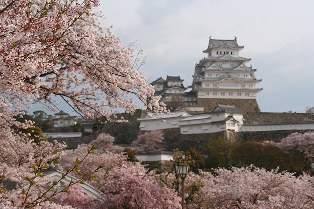 写真: 姫路城の桜(13)
