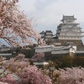 写真: 姫路城の桜(13)