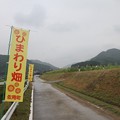 写真: 佐用町ひまわり畑(2)
