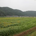 写真: 佐用町ひまわり畑(3)