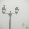 霧と街灯とウミネコ
