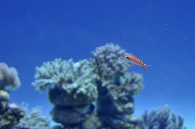 写真: サンゴ礁の海