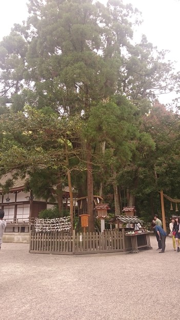 大神神社 (16)