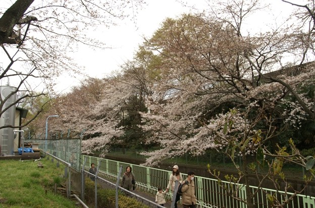 神田川沿いに咲く桜