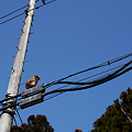 写真: 電線にとまる野猿