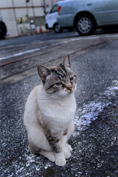写真: 駐車場の猫-目-
