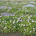 写真: ホテイアオイの沼